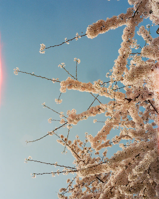 Foxtrot Lightning Solstice Sakura Prints image 1