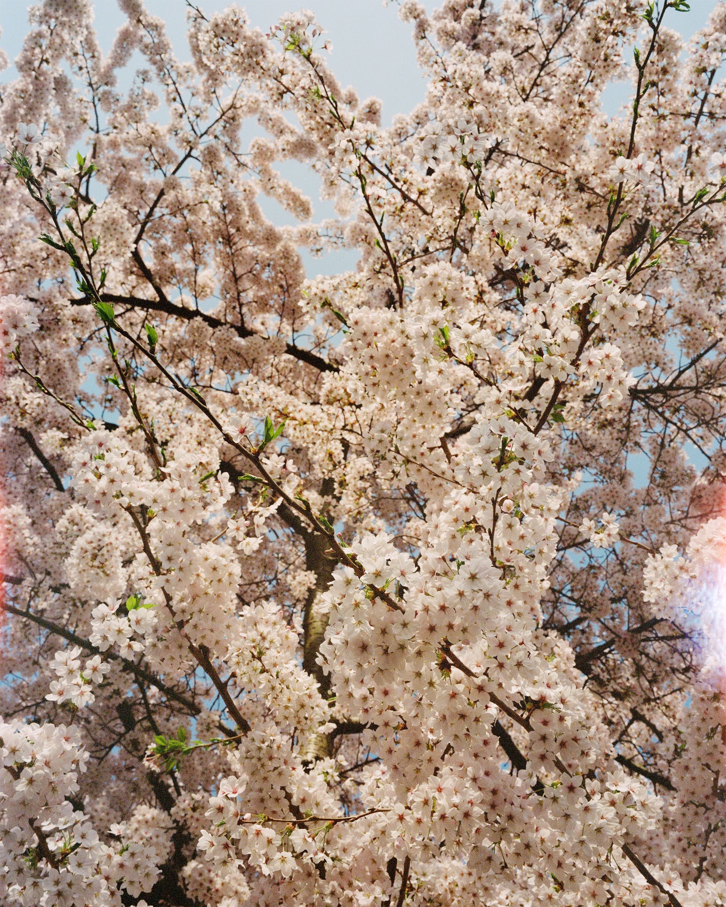 Foxtrot Lightning Solstice Sakura Prints image 3