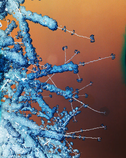 Foxtrot Lightning Solstice Sakura Prints image 0