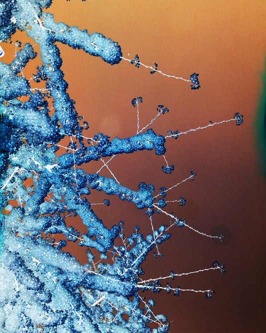 Foxtrot Lightning Solstice Sakura Prints image 0
