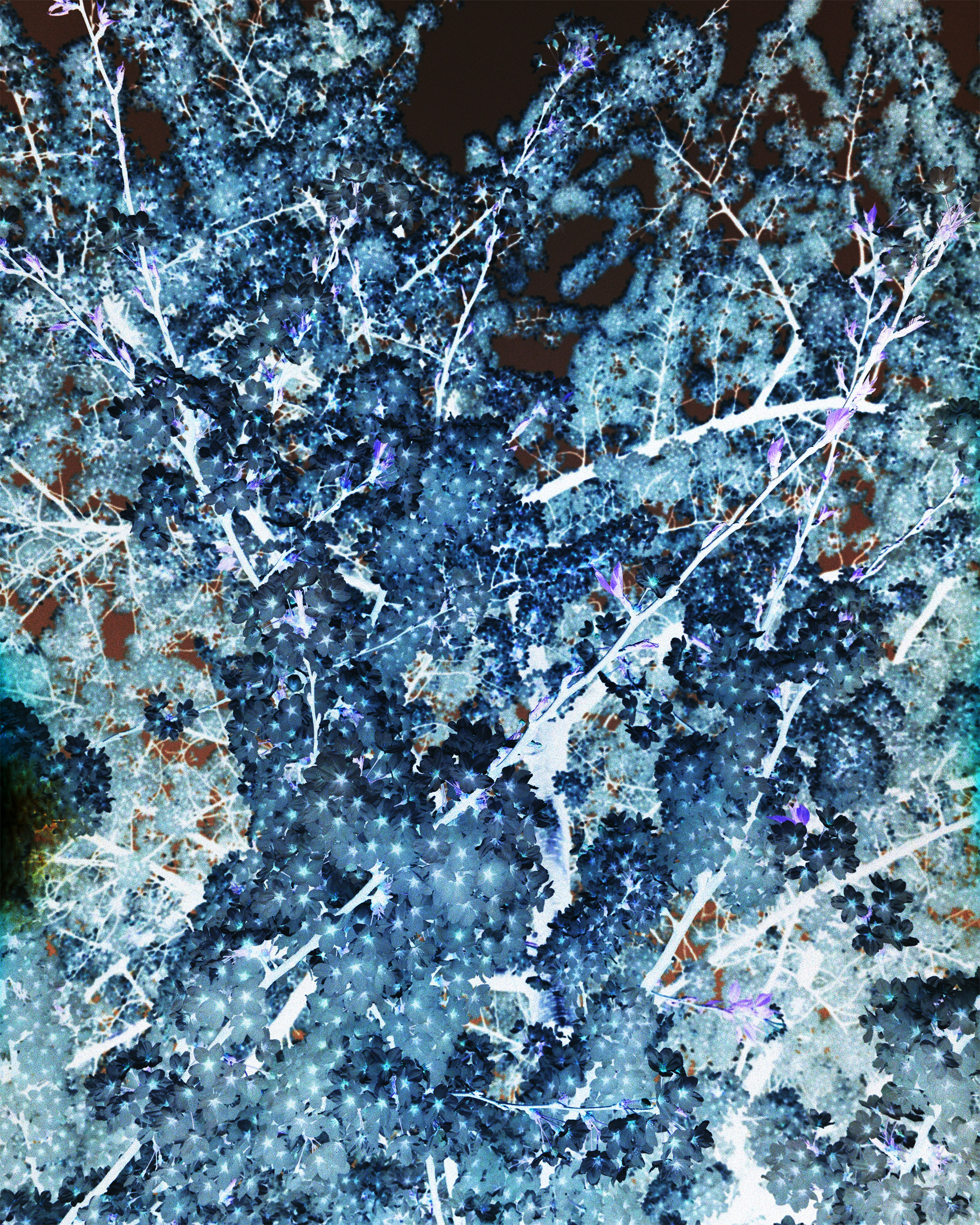 sophie polyviou london sakura ii neg 72dpi sophie polyviou london sakura ii neg 72dpi